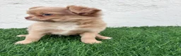 Chihuahua perros en venta: Chihuahua  - Anuncio 14