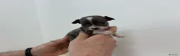 Chihuahua perros en venta: Chihuahuas muy toys en Alicante - Anuncio 5