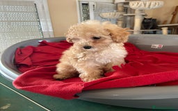 Caniche Toy perros en venta: Caniches toys Phanton ,apricot... - Imagen 2
