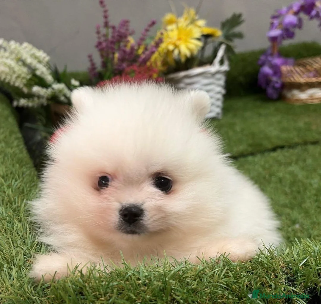 Pomerania perros en venta: Pomerania Macho  - Anuncio 1
