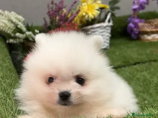 Pomerania perros Pomerania Macho - Anuncio 2