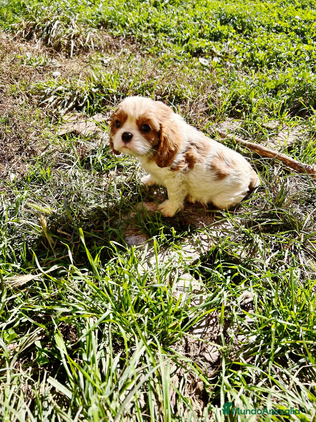 Cavalier King Charles Spaniel perros en venta: Cavalier King charles Spaniel  - Anuncio 1