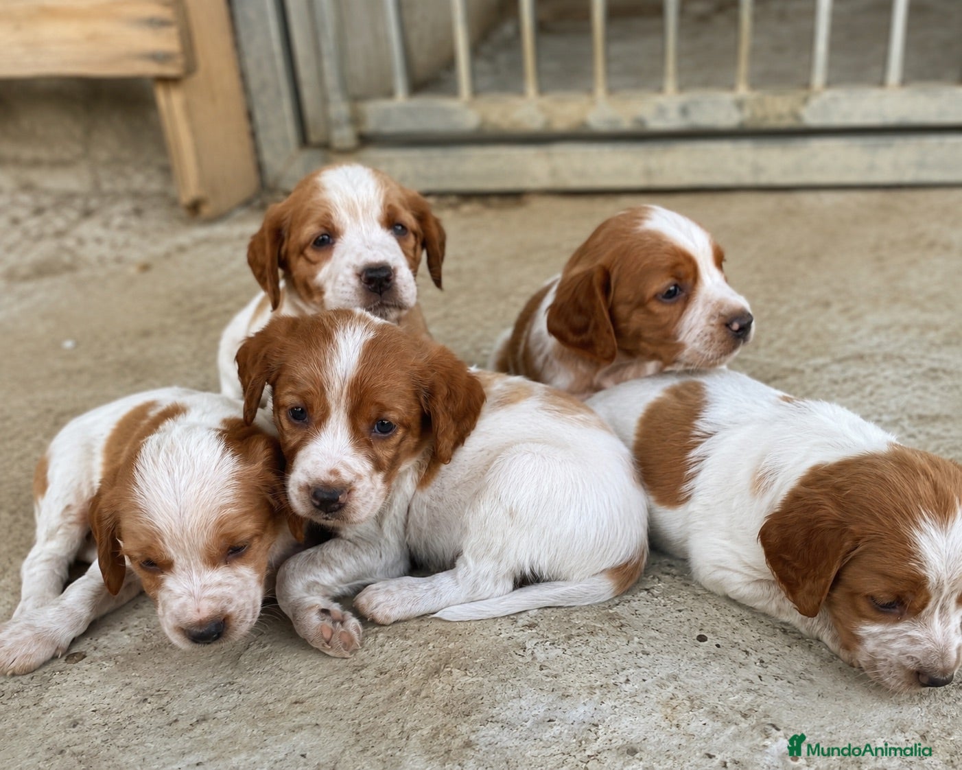 Épagneul Breton perros bretones - barcelona - entrega  - Anuncio 2