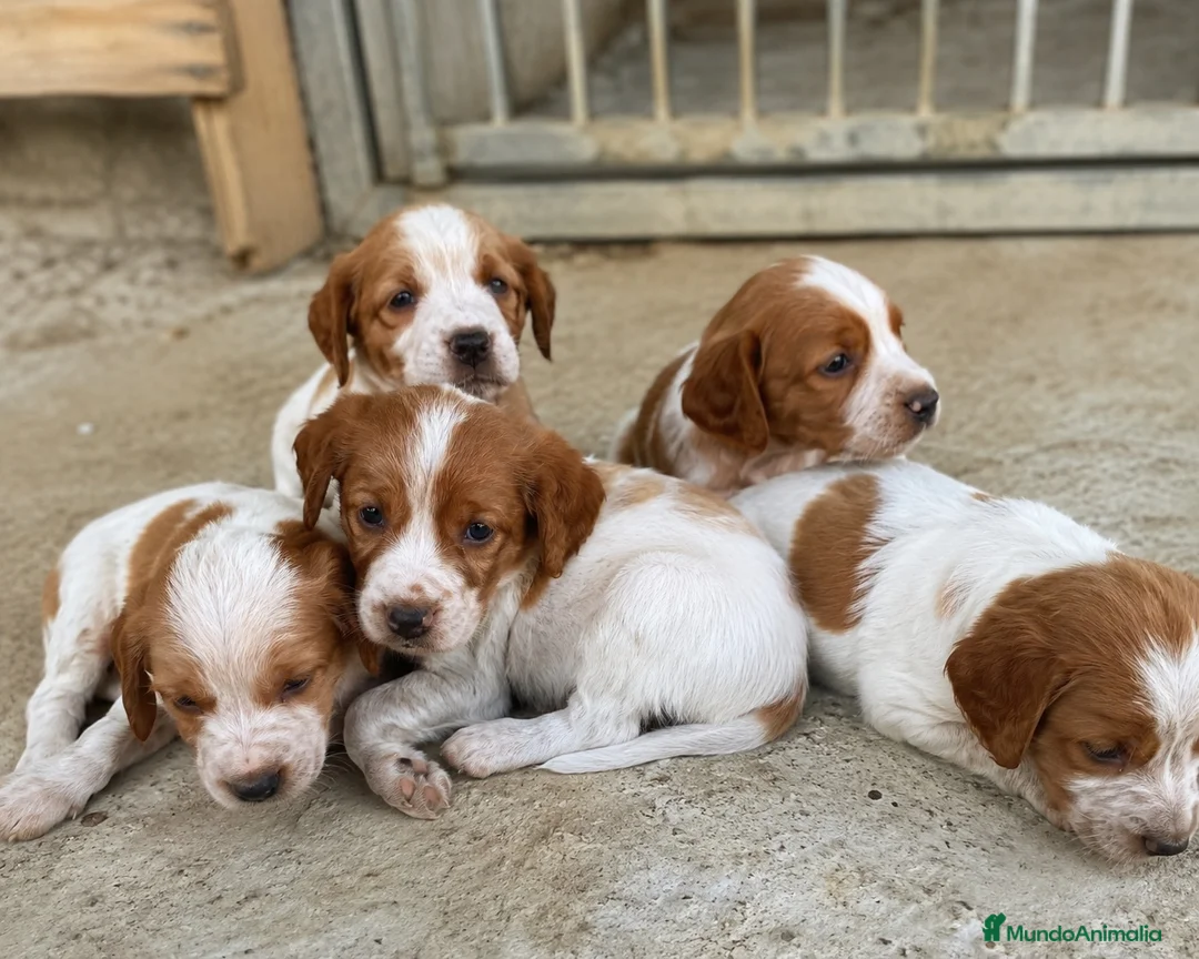 Épagneul Breton perros en venta: bretones - barcelona - entrega  - Anuncio 1