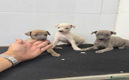 Pequeño Lebrel Italiano perros en venta: Cachorros Galgo Italiano Pequeño 650€ PRECIO REAL - Imagen 1