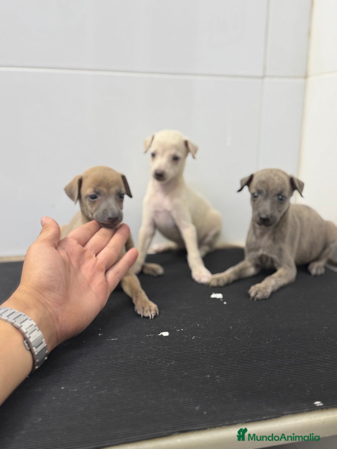 Pequeño Lebrel Italiano perros en venta: Cachorros Galgo Italiano Pequeño 650€ PRECIO REAL - Imagen 1
