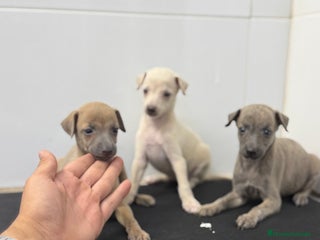 Pequeño Lebrel Italiano perros - Anuncio 8