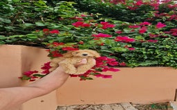Caniche Toy perros en venta: Caniche macho toy  - Imagen 7