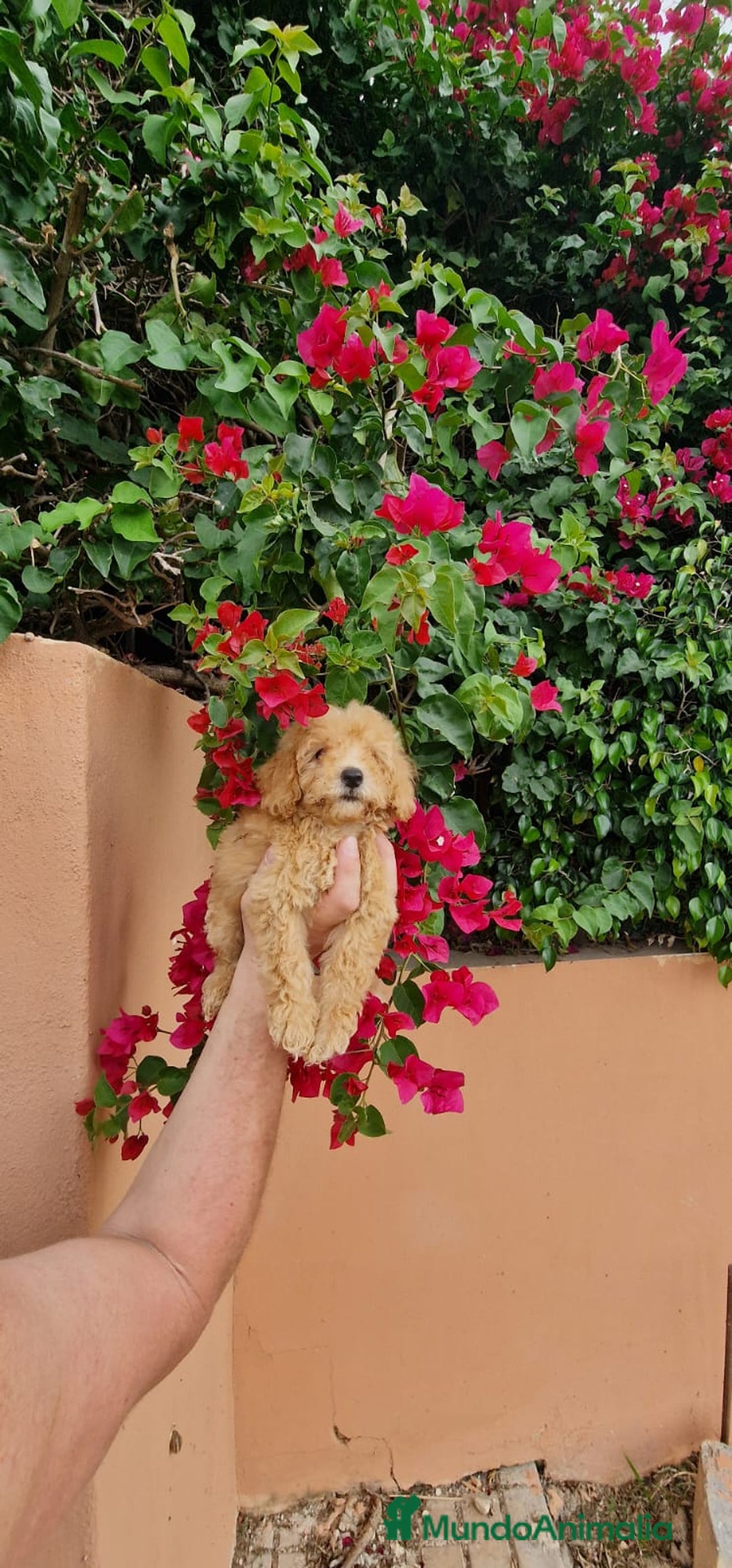Caniche Toy perros en venta: Caniche macho toy  - Imagen 7