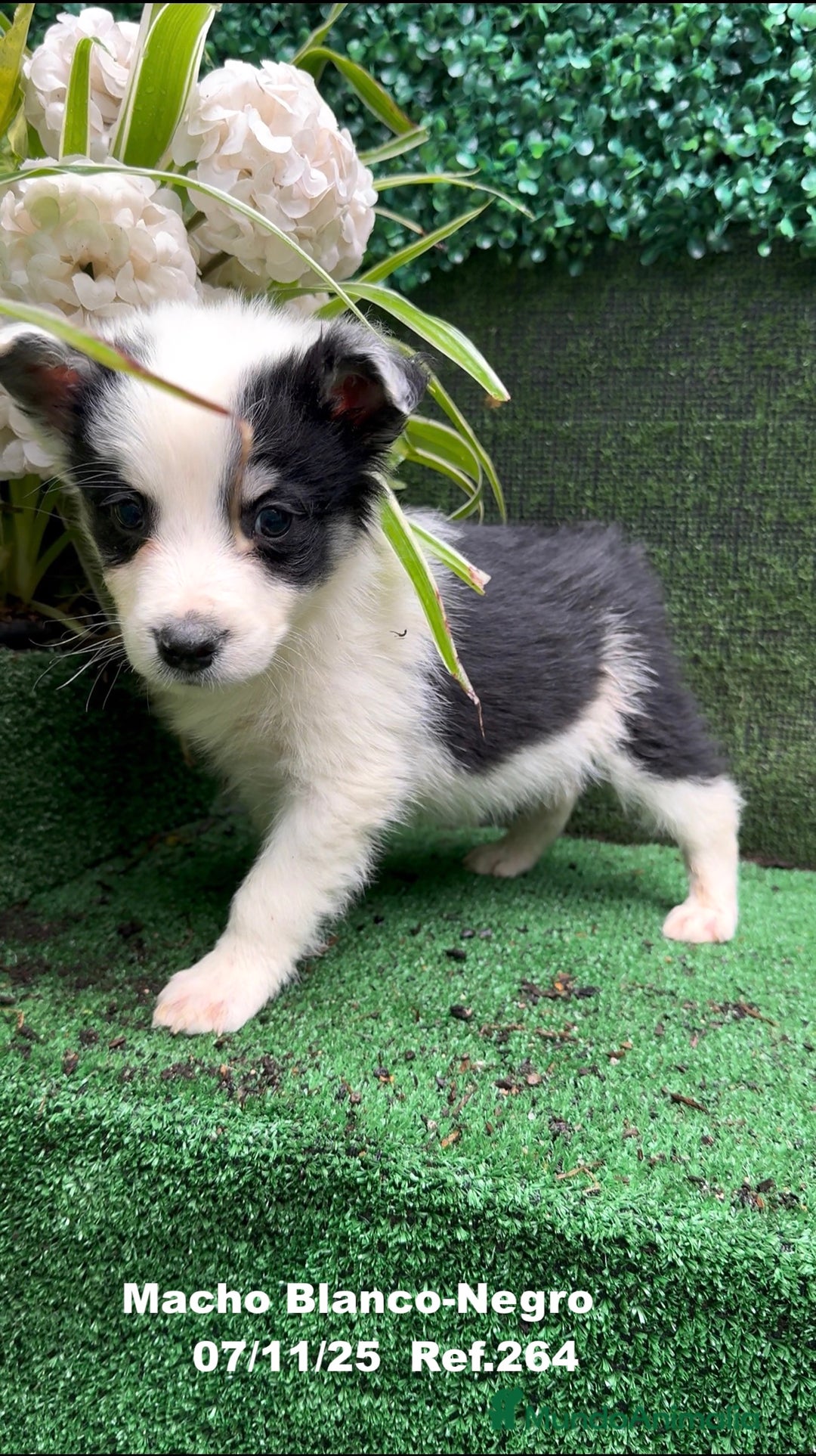 Border Collie perros en venta: Border Collie  - Anuncio 22