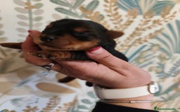 Yorkshire Terrier perros en venta: Hembra  - Imagen 4