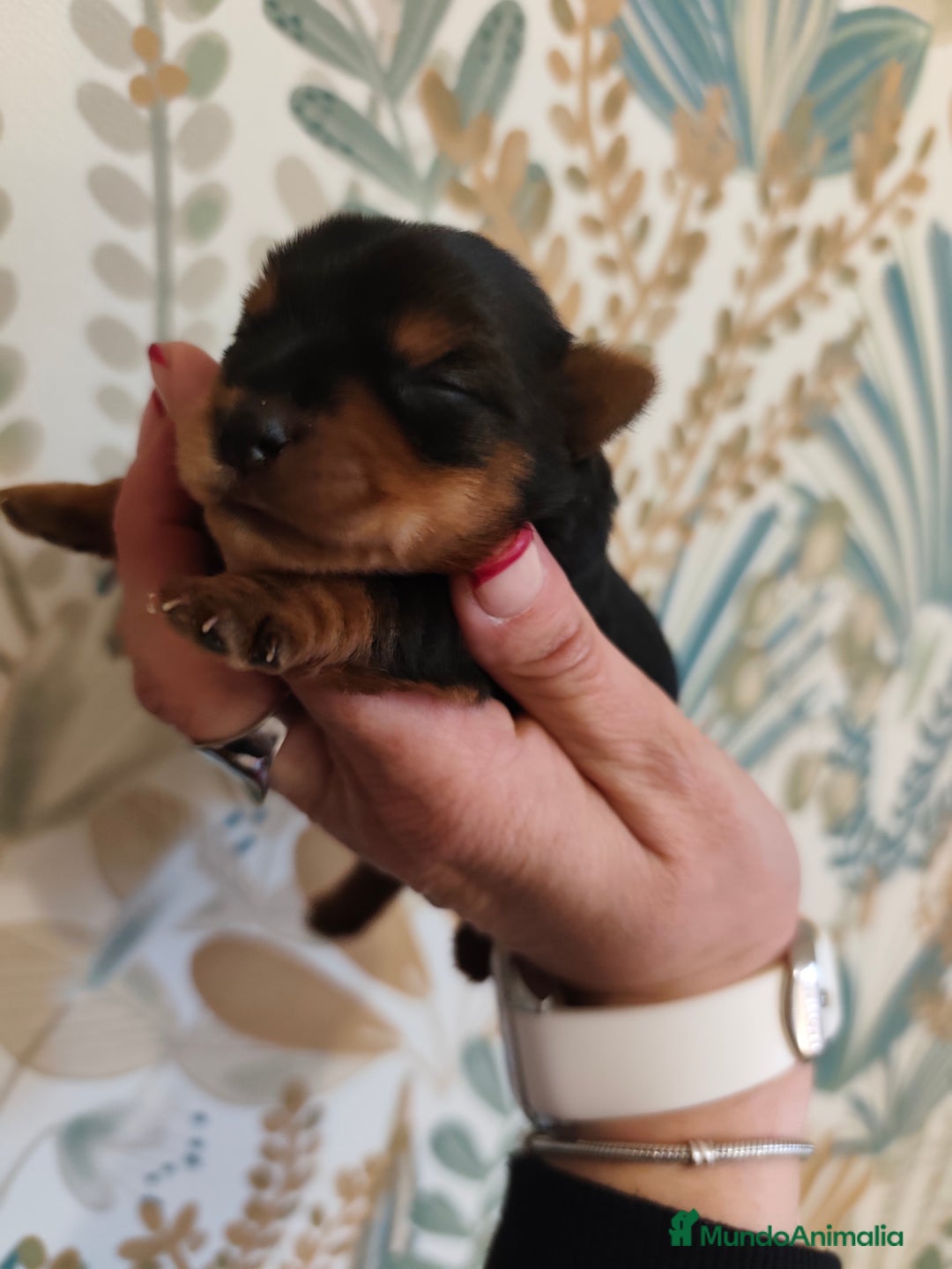 Yorkshire Terrier perros en venta: Hembra  - Imagen 4