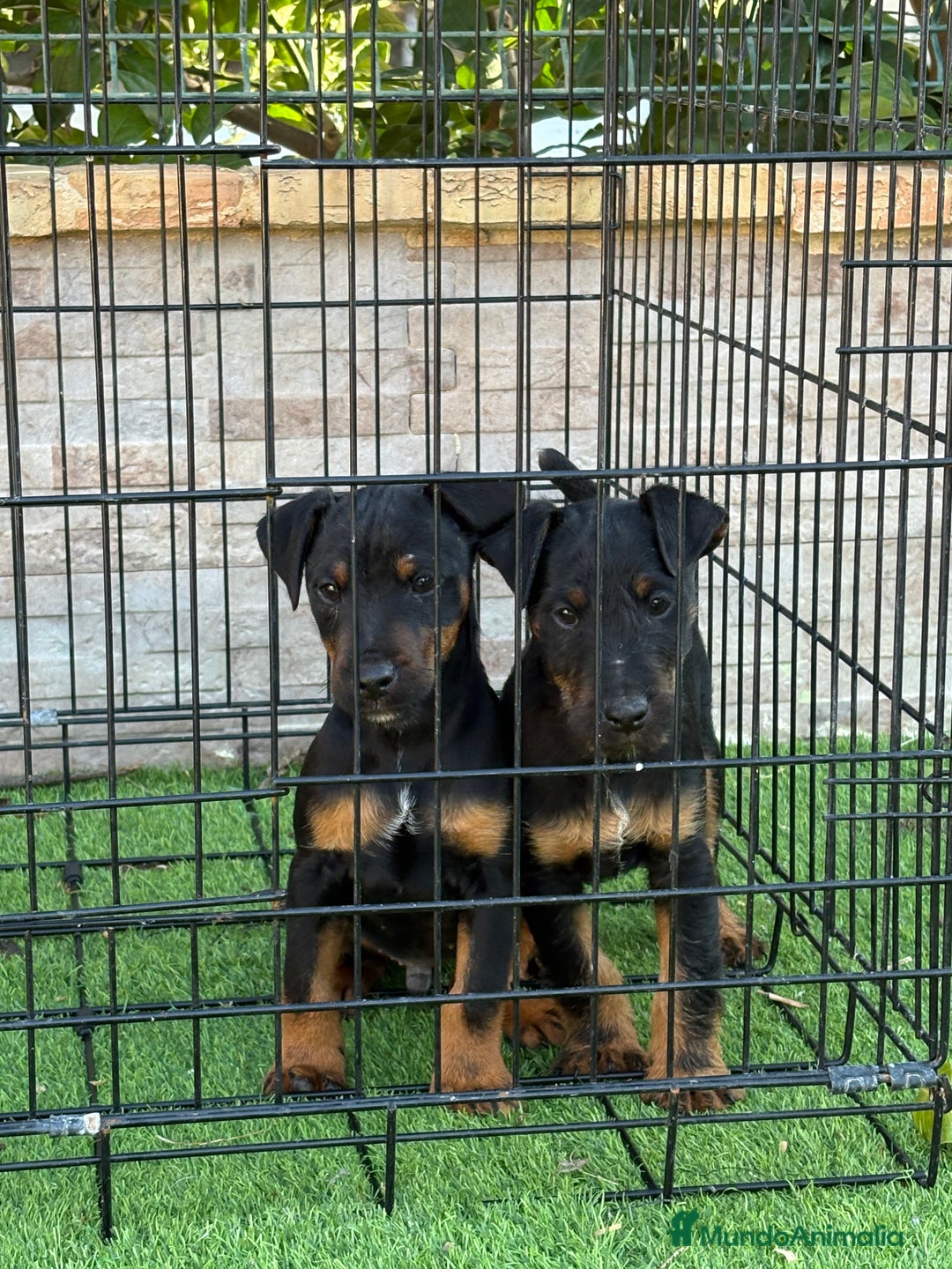 Terrier Alemán de Caza perros en venta: Cachorros Jagd terrier  - Anuncio 6
