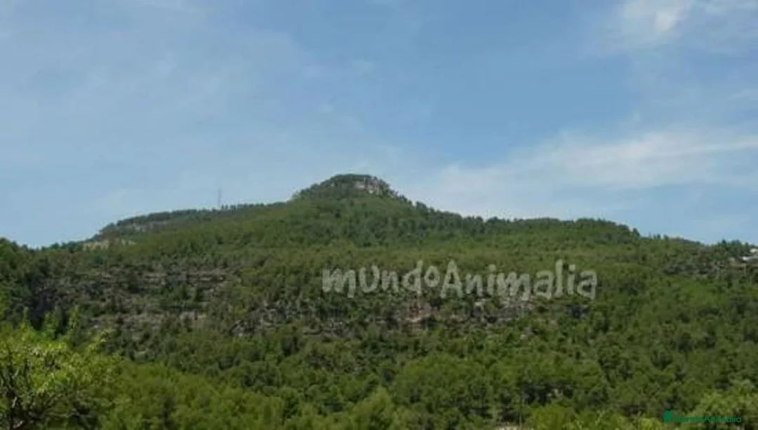 Imagen de galería {{count}}