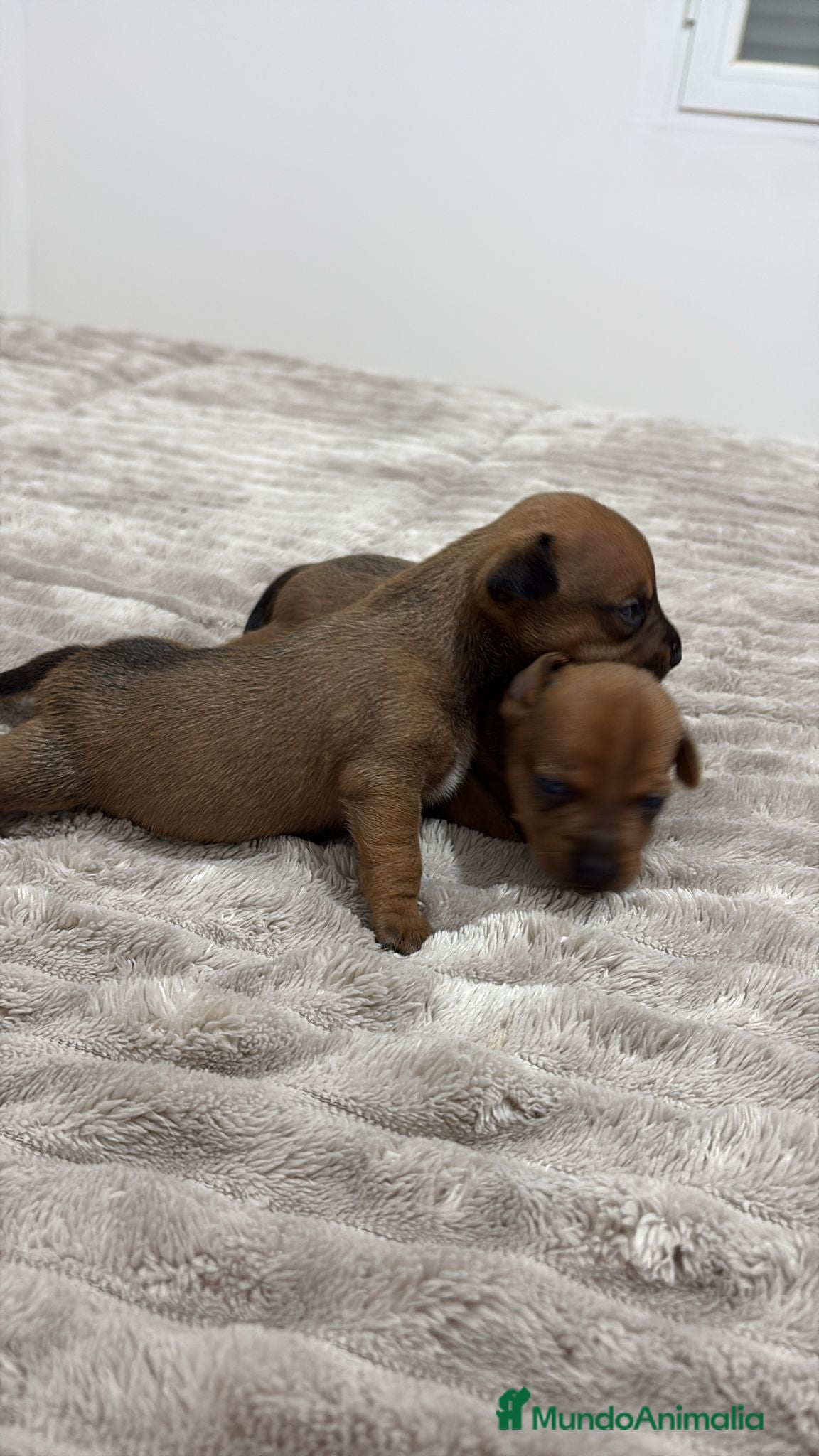 Raza Mixta perros Minijack - Anuncio 1