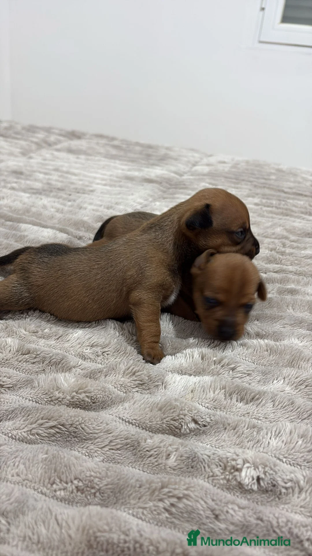 Raza Mixta perros en venta: Minijack - Anuncio 1