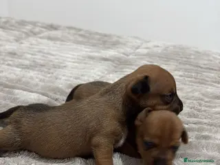 Raza Mixta perros Minijack - Anuncio 1