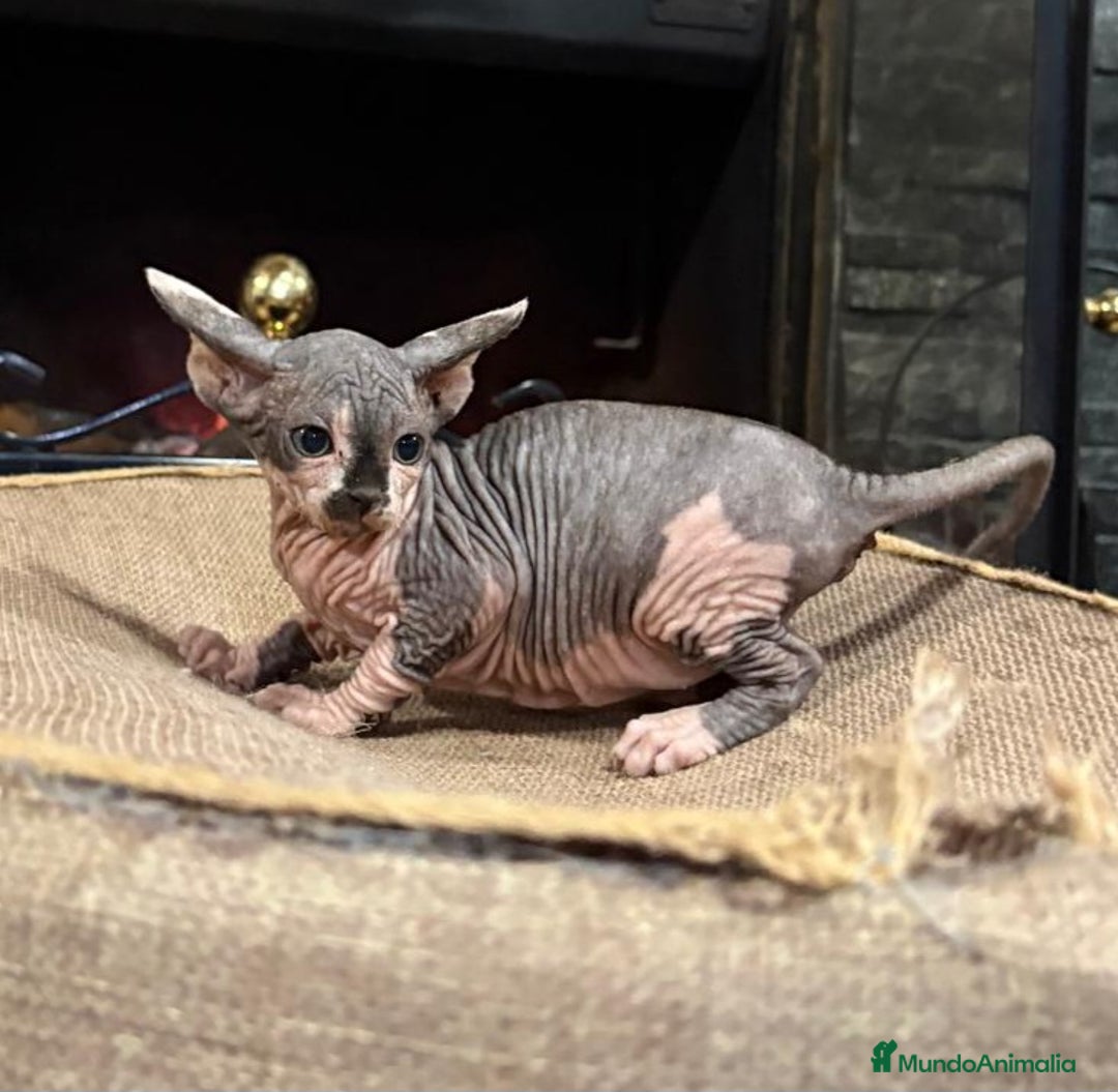 Sphynx gatos en venta: Gato Sphynx  - Anuncio 4