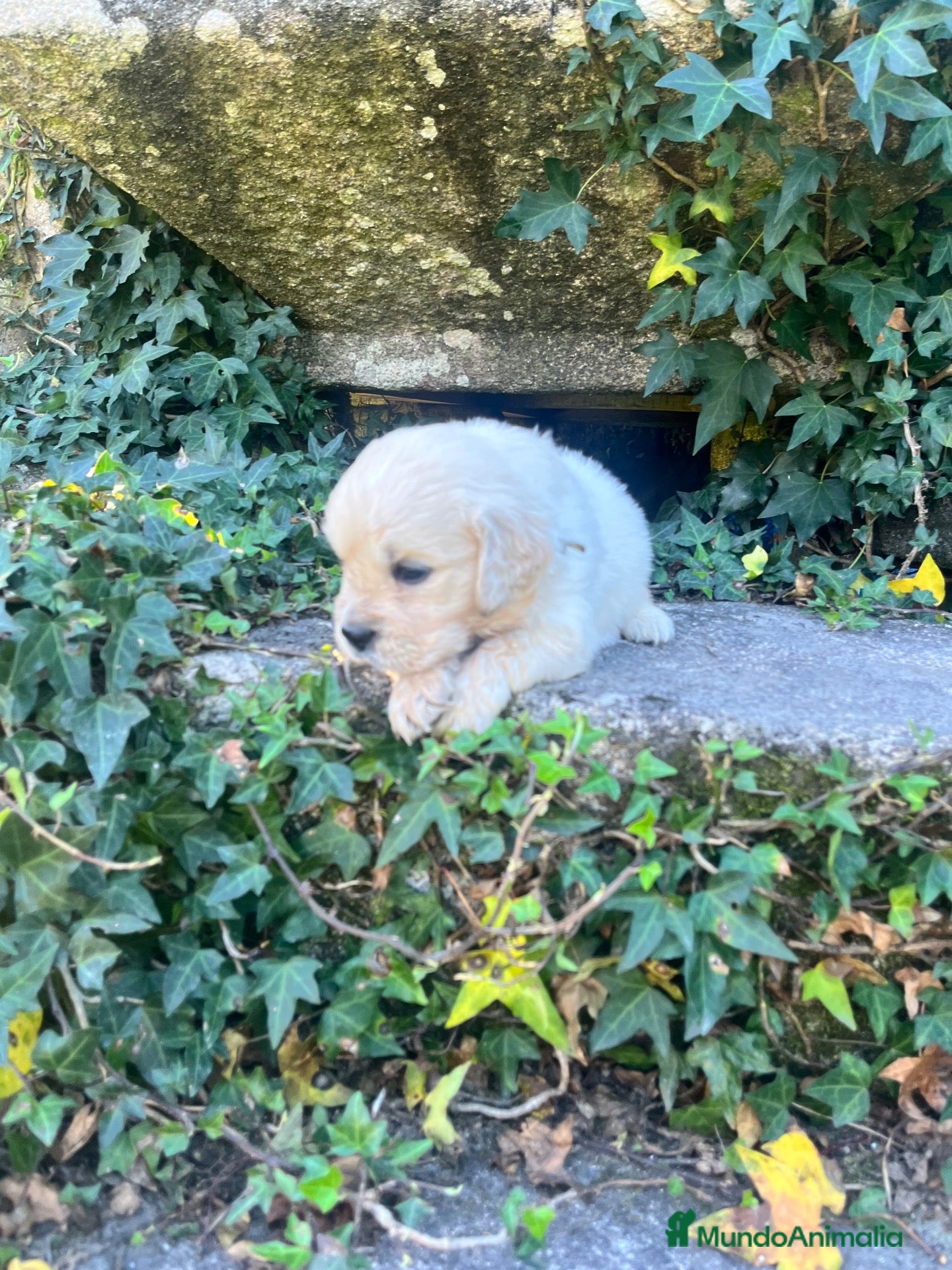 Golden Retriever perros Golden Retriever - Anuncio 2