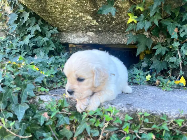 Golden Retriever perros en venta: Golden Retriever - Anuncio 2