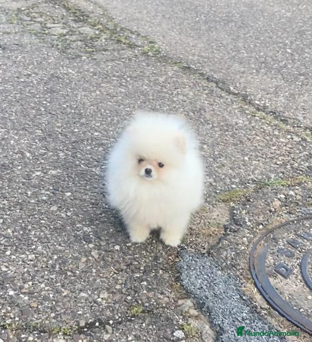 Pomerania perros en venta: Pomerania en Cáceres - Anuncio 2