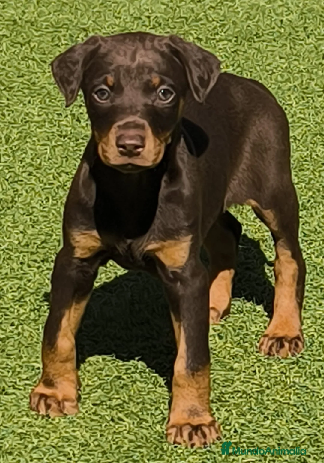 Dobermann perros en venta: Doberman - Anuncio 6