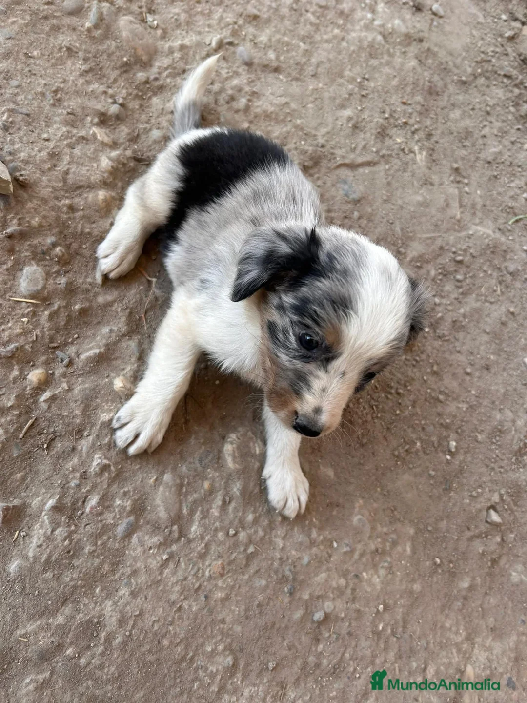 Border Collie perros en venta: Border collies de excelente calidad  - Anuncio 2