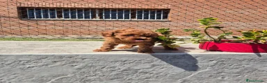 Caniche Toy Cachorro 3