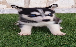 Husky Siberiano perros en venta: Encantadores cachorros Husky Siberiano  - Imagen 1