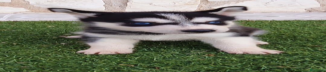 Husky Siberiano Cachorro 1