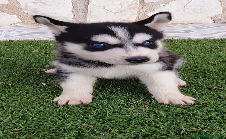 Husky Siberiano perros - Propaganda 9