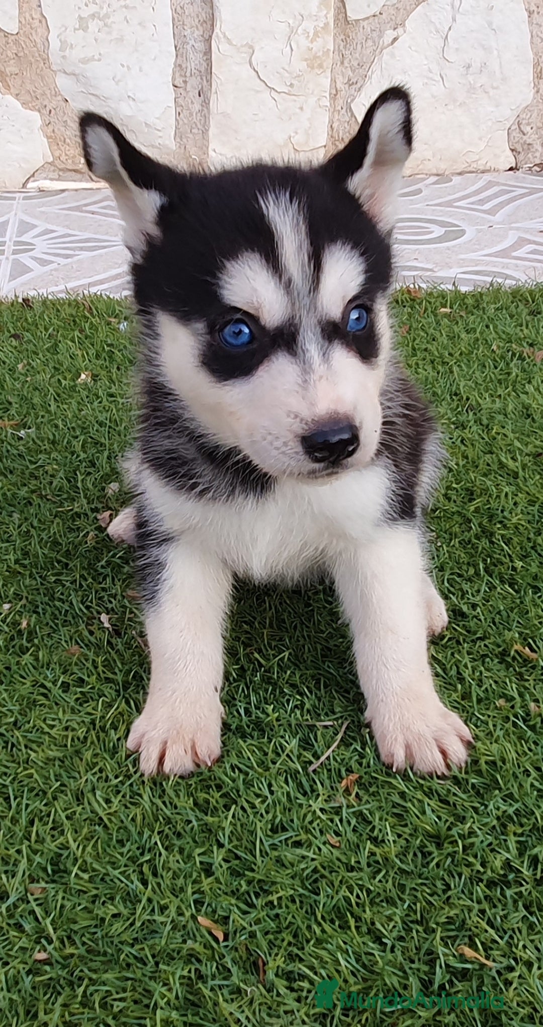 Husky Siberiano perros en venta: Encantadores cachorros Husky Siberiano  - Imagen 1
