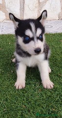 Husky Siberiano Cachorro 1