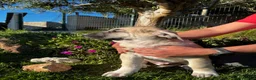 Mastín Español perros en venta: Mastin  - Anuncio 14