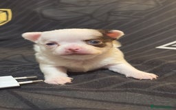 Chihuahua perros en venta: Chihuahua toy rusos - Imagen 10
