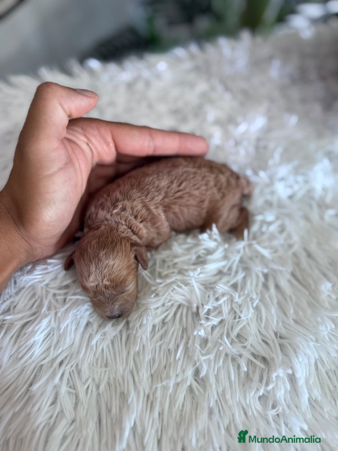 Caniche Toy perros en venta: CANICHE TOY HEMBRA - Imagen 17