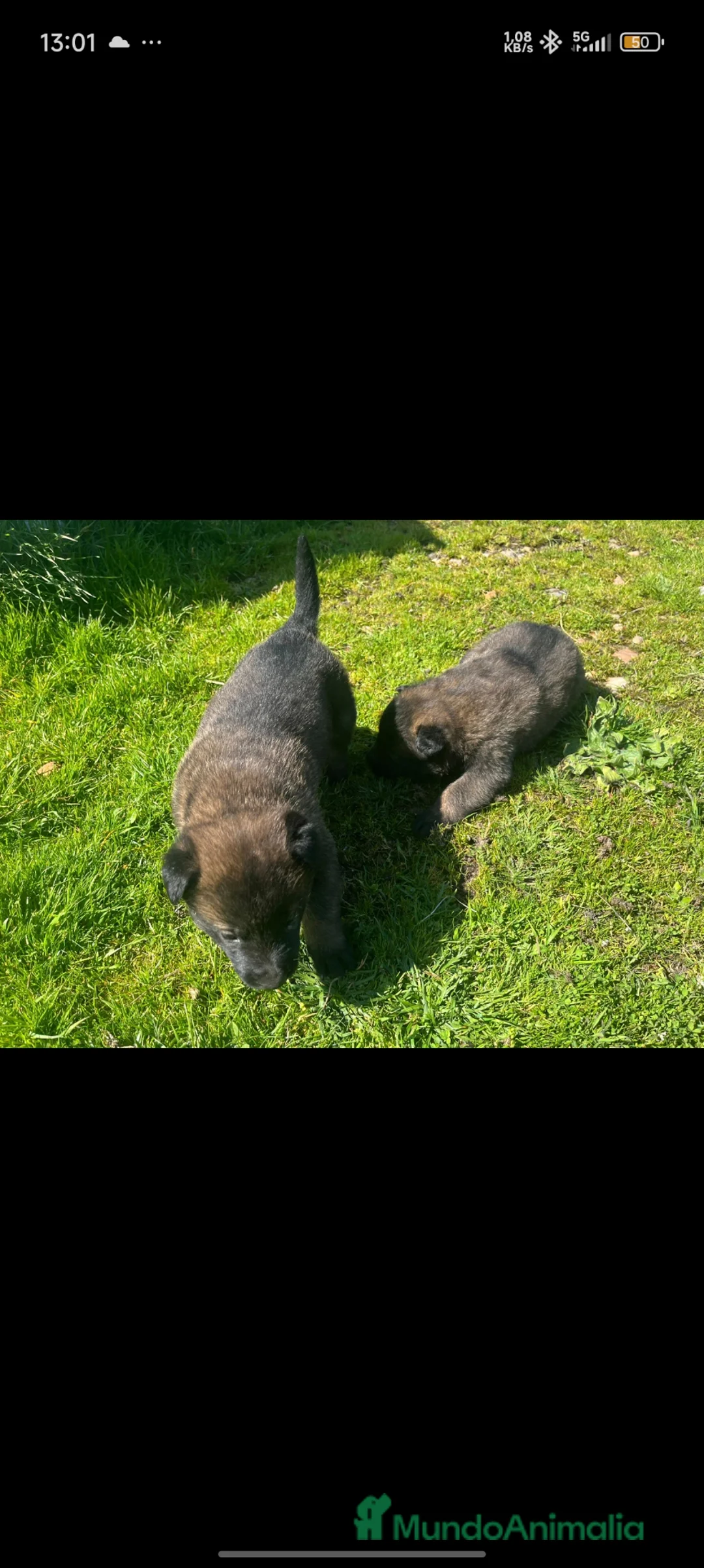 Pastor Belga Malinois perros en venta: Pastor belga malinois  - Anuncio 2