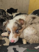 Border Collie perros Border collie - Anuncio 1