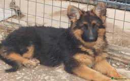 Pastor Alemán perros en venta: Pastor alemán pelo largo  - Anuncio 2