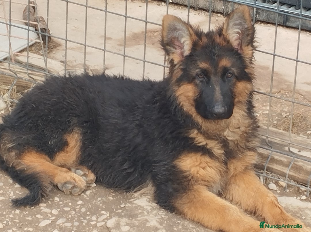 Pastor Alemán perros en venta: Pastor alemán pelo largo  - Anuncio 2