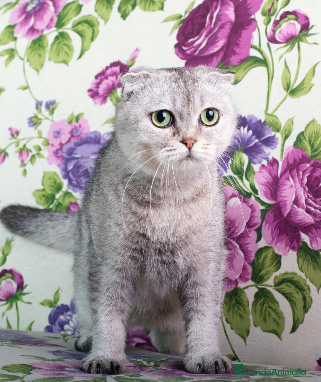 Foldex gatos Hembra foldex chinchilla - Anuncio 1