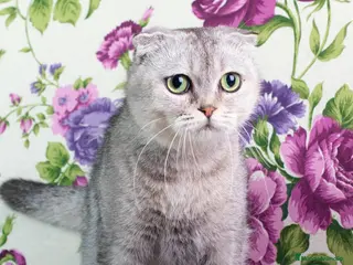 Foldex gatos Hembra foldex chinchilla - Anuncio 1