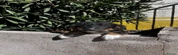 Border Collie perros en venta: Último Border collie  - Anuncio 3