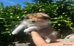 Collie de Pelo Largo perros en venta: Preciosa camada rough collie - Imagen 2