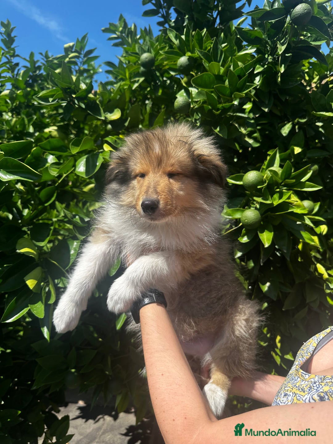 Collie de Pelo Largo perros en venta: Preciosa camada rough collie - Imagen 2