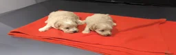 Maltipoo perros en venta: PRECIOSOS EJEMPLARES DE MALTIPOO(macho y hembra ) - Anuncio 6