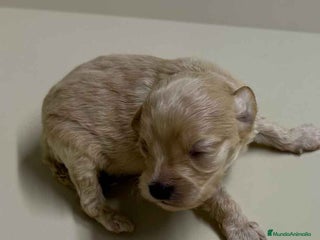 Maltipoo perros en Barcelona - Anuncio 42