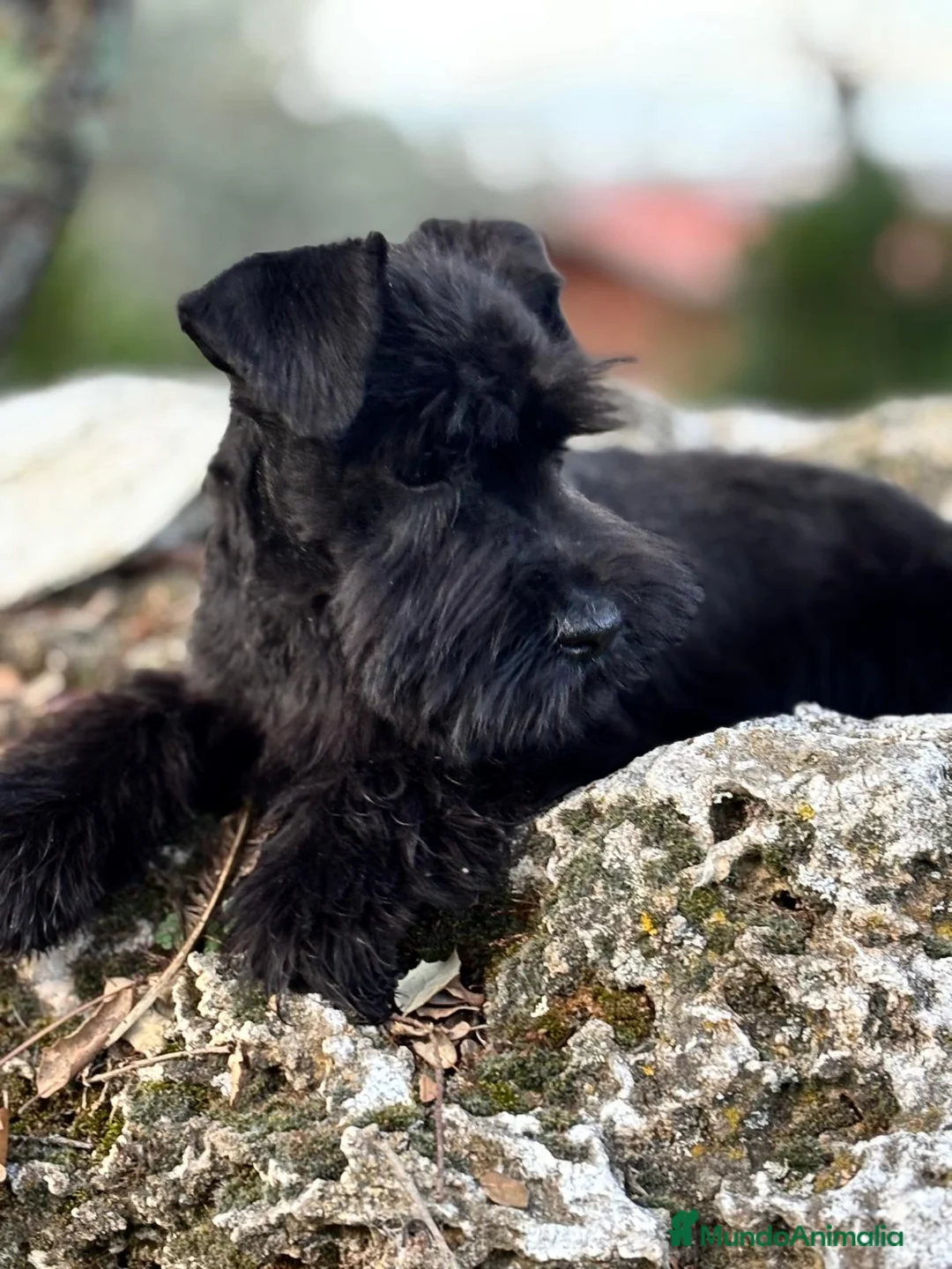 Schnauzer Miniatura perros en venta: Schanuzer miniatura negro  - Anuncio 6