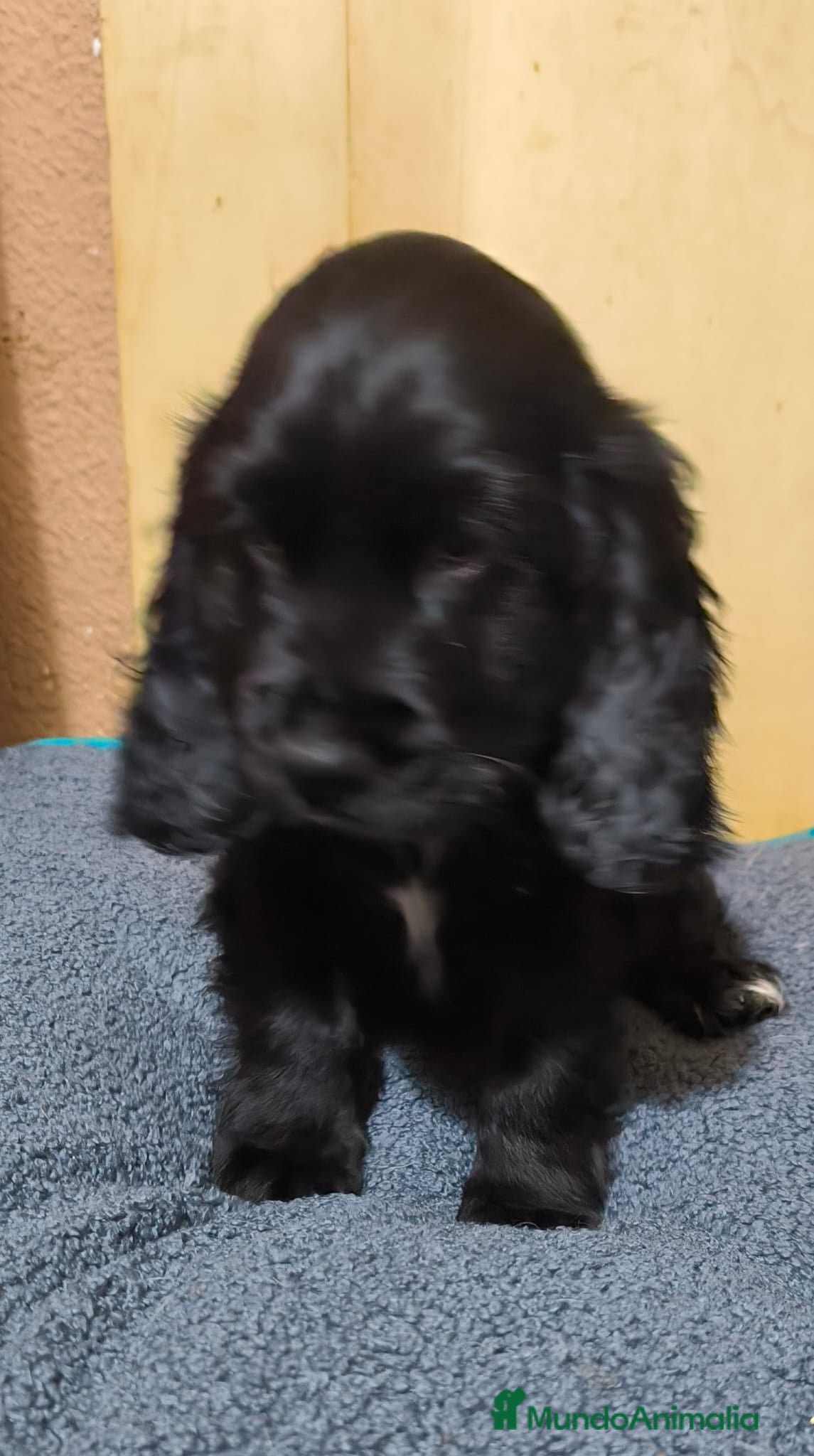 Cocker Spaniel Inglés perros Camada de Cocker en Madrid en Madrid - Anuncio 2