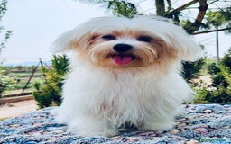 Bichón Maltés perros en venta: BICHÓN MALTES TOY MACHO - Imagen 4